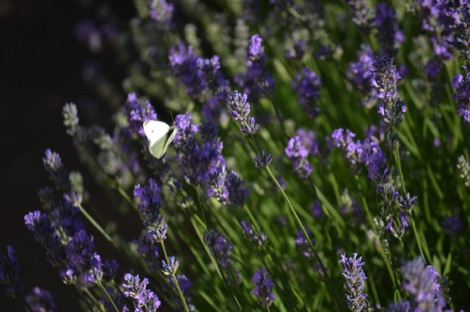 White butterfly on lavender